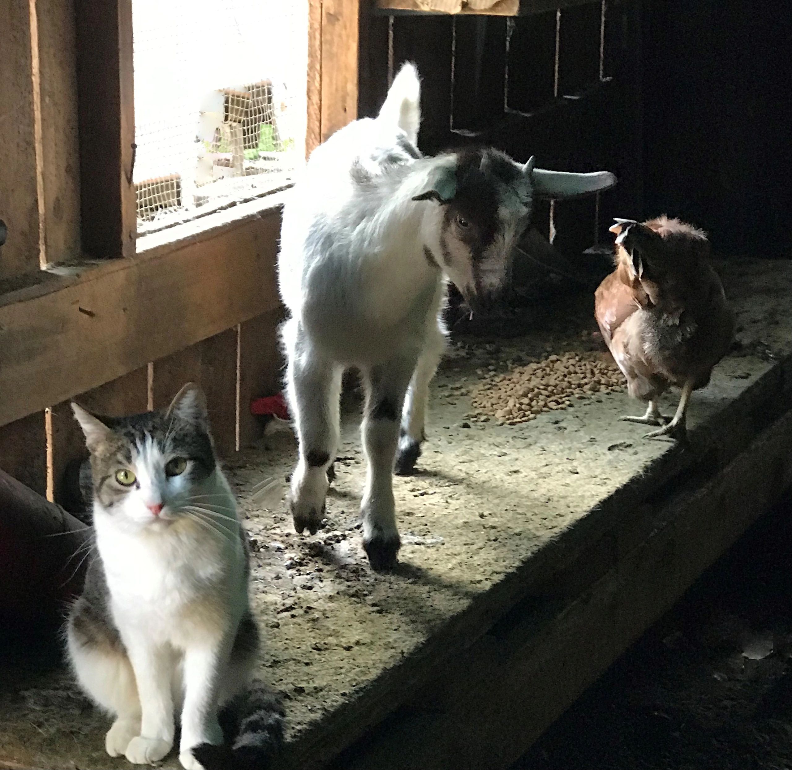 Goat farm scene