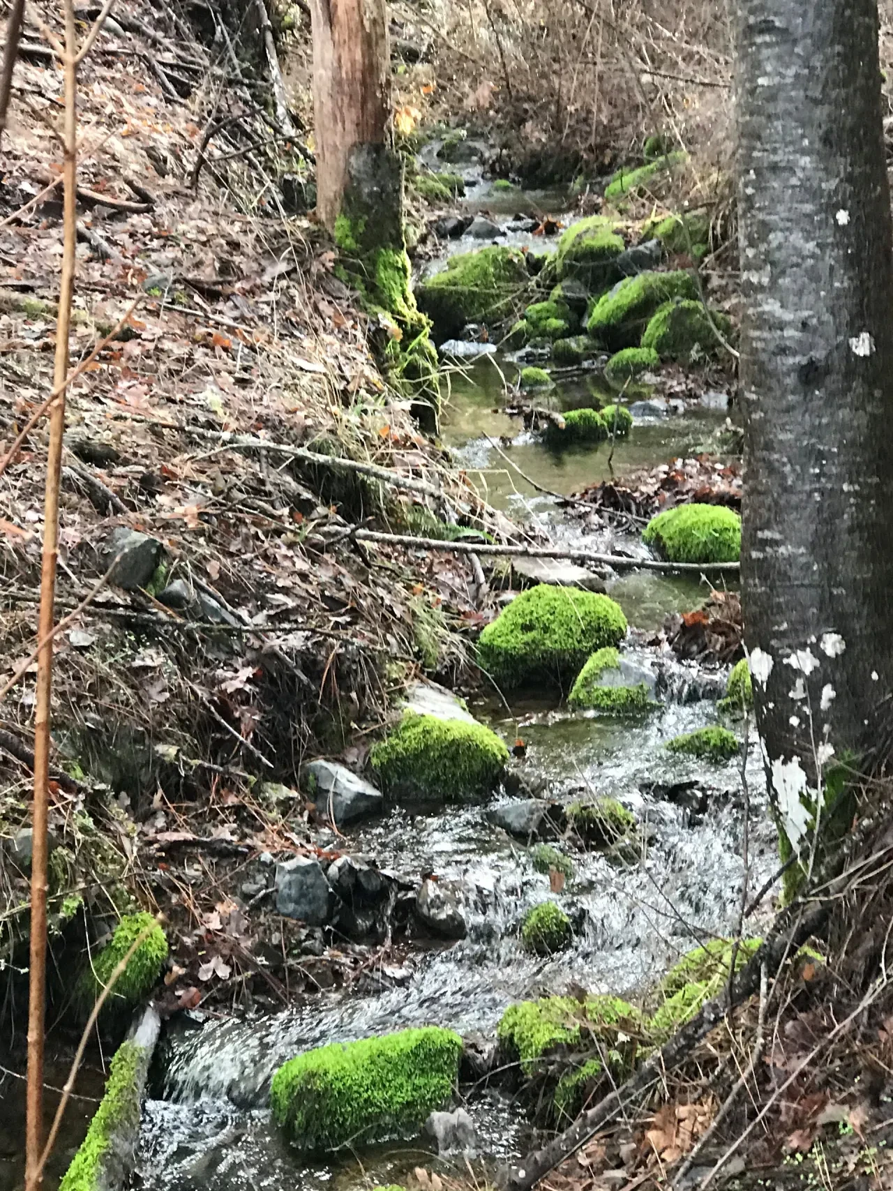 Forest stream with mossy rocks