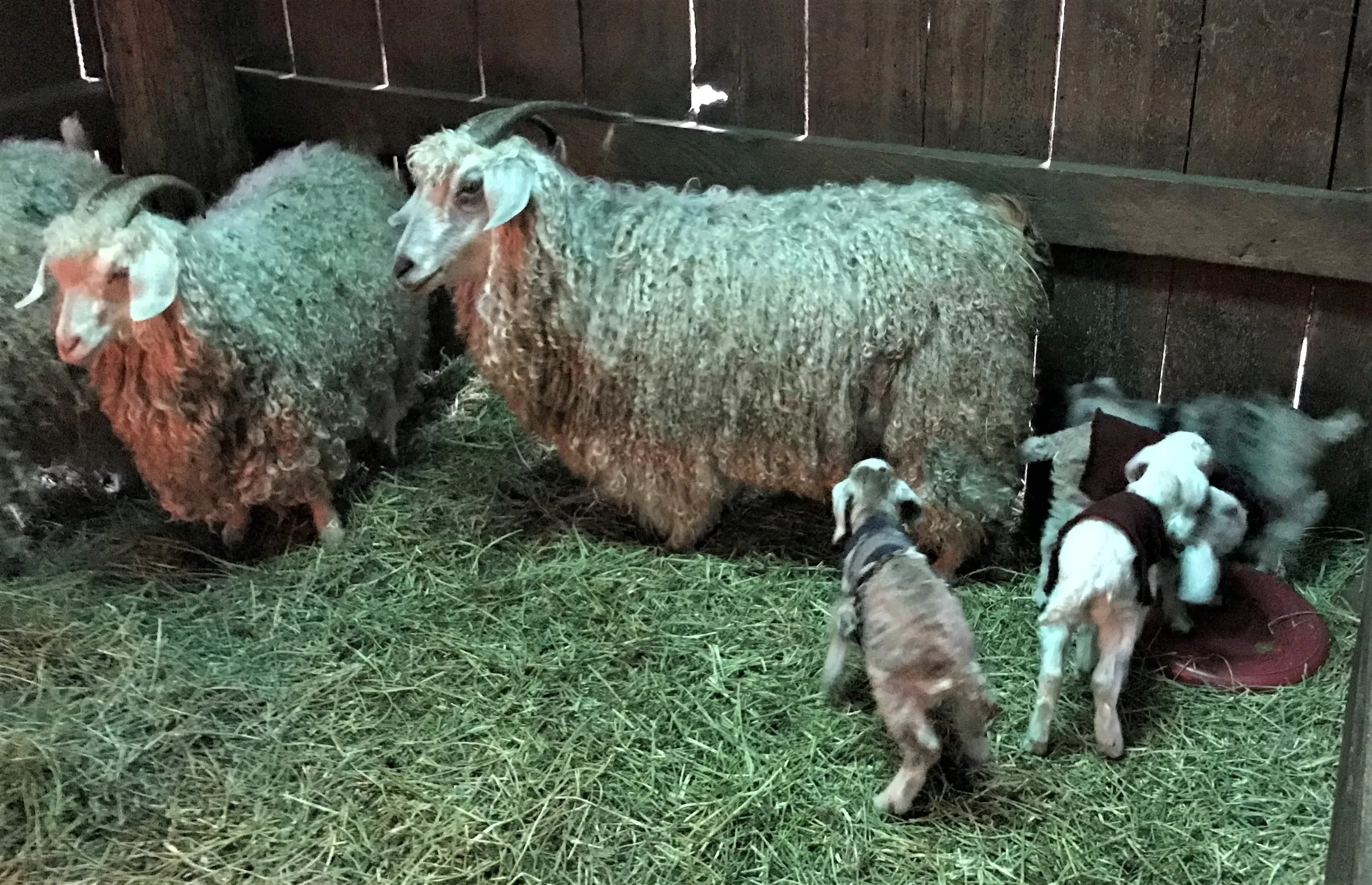 Angora goats with kids in barn