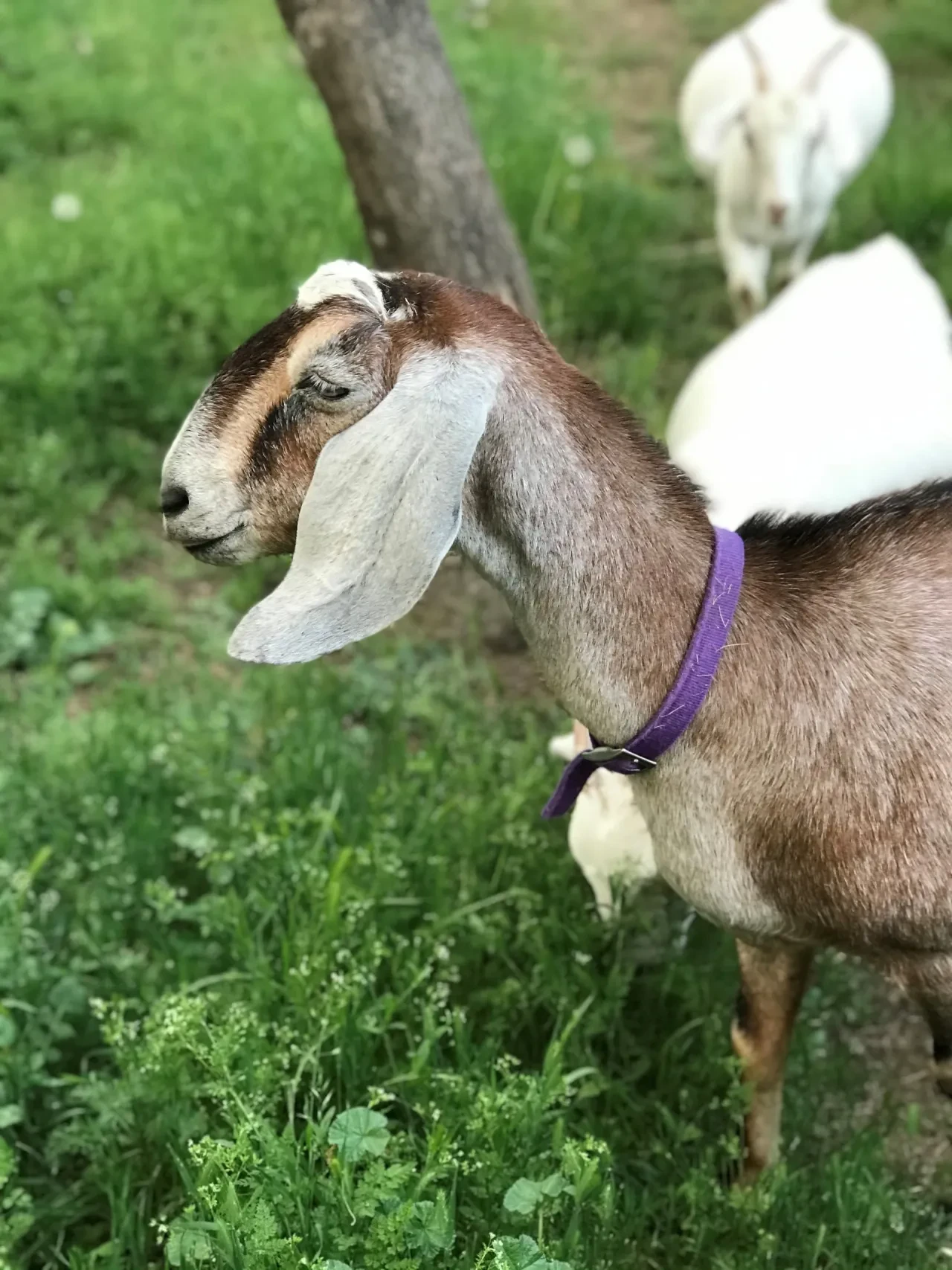 Nubian goat with purple collar