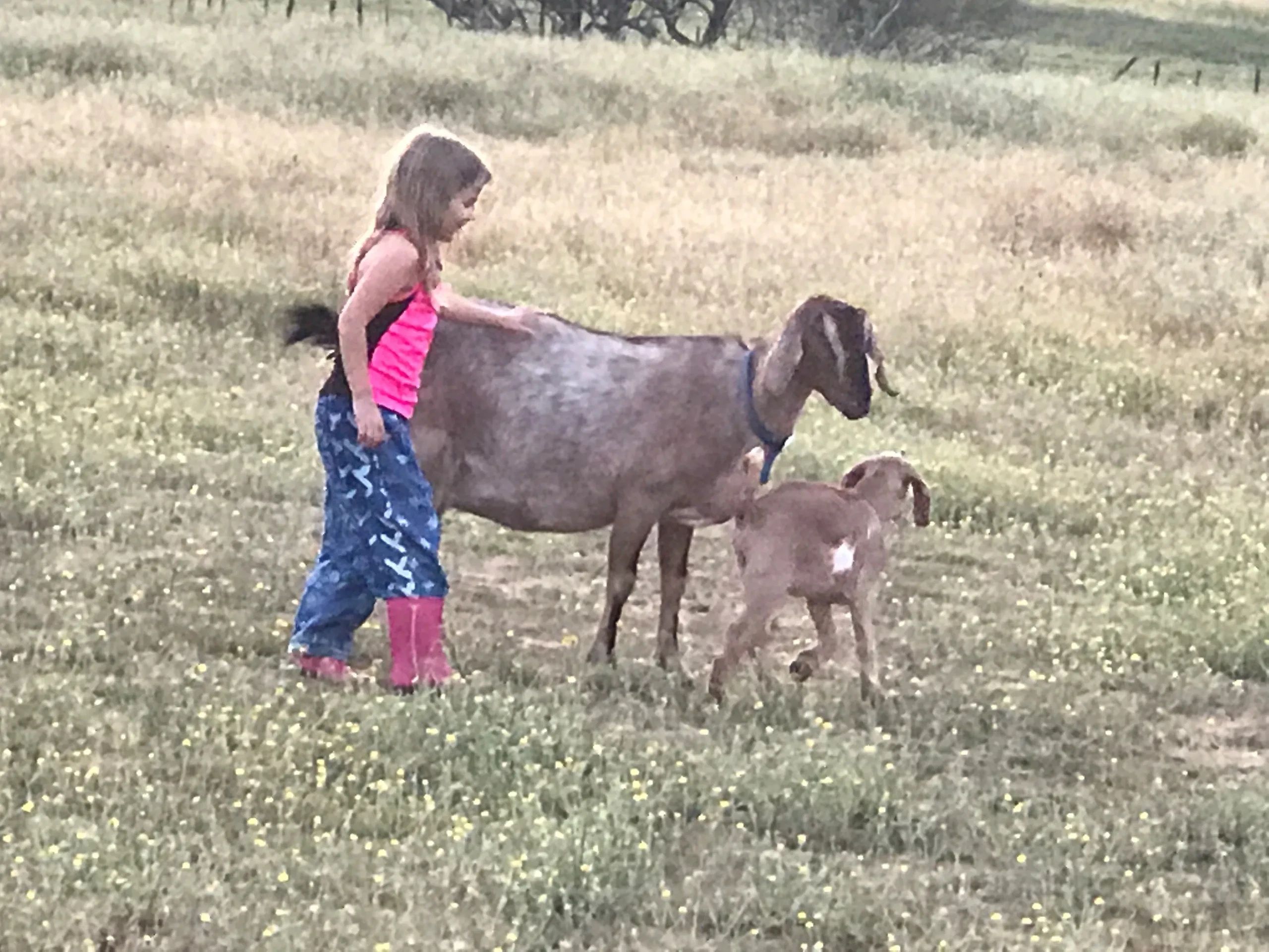 Child with goat and kid in field