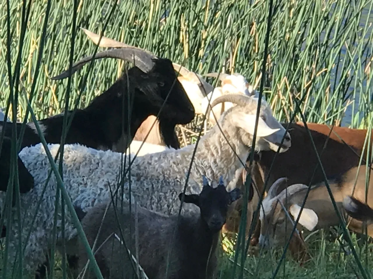 Mixed herd of goats and sheep in tall grass