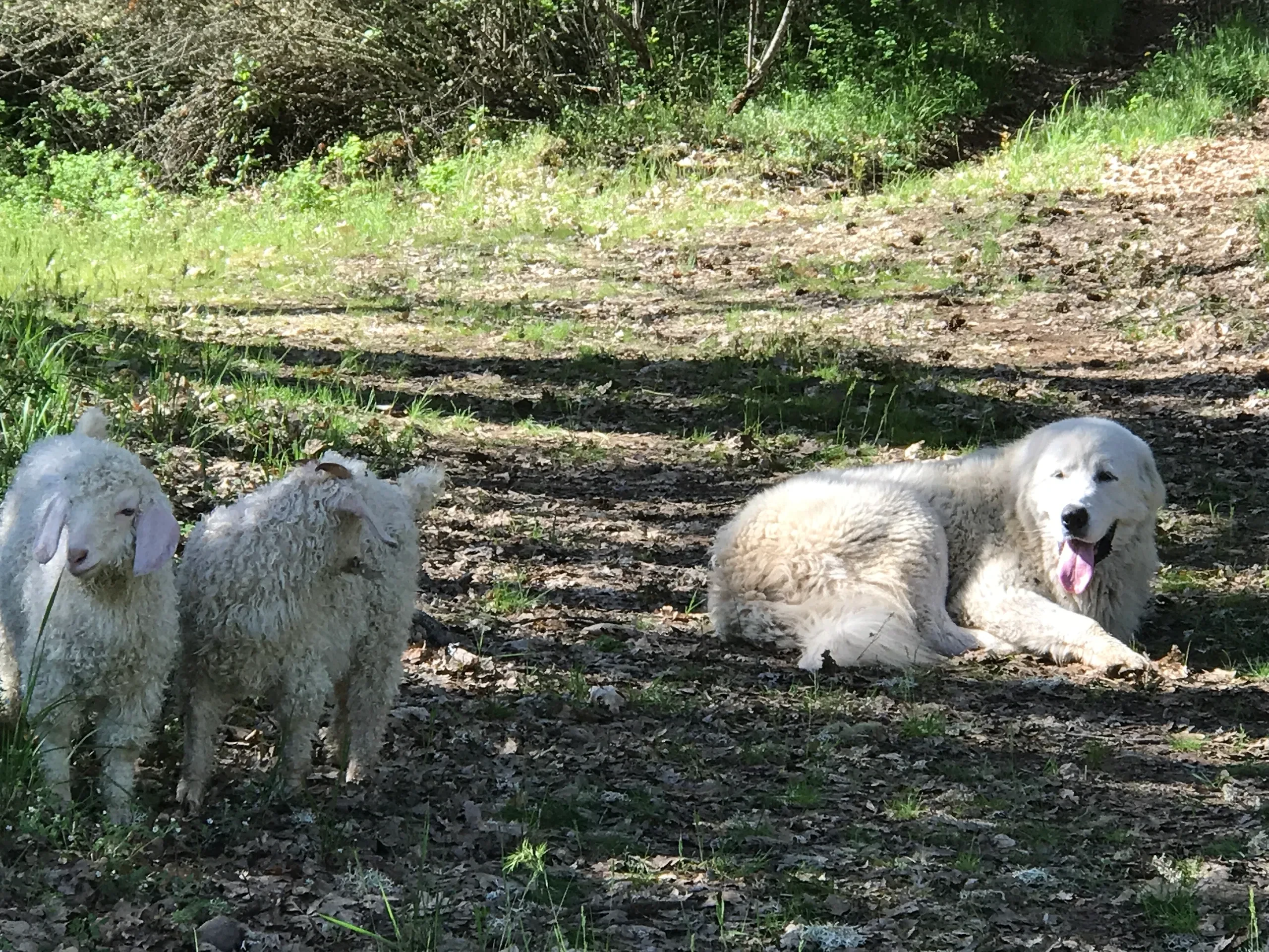 Livestock guardian dog resting with Angora goat kids