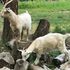Goats playing