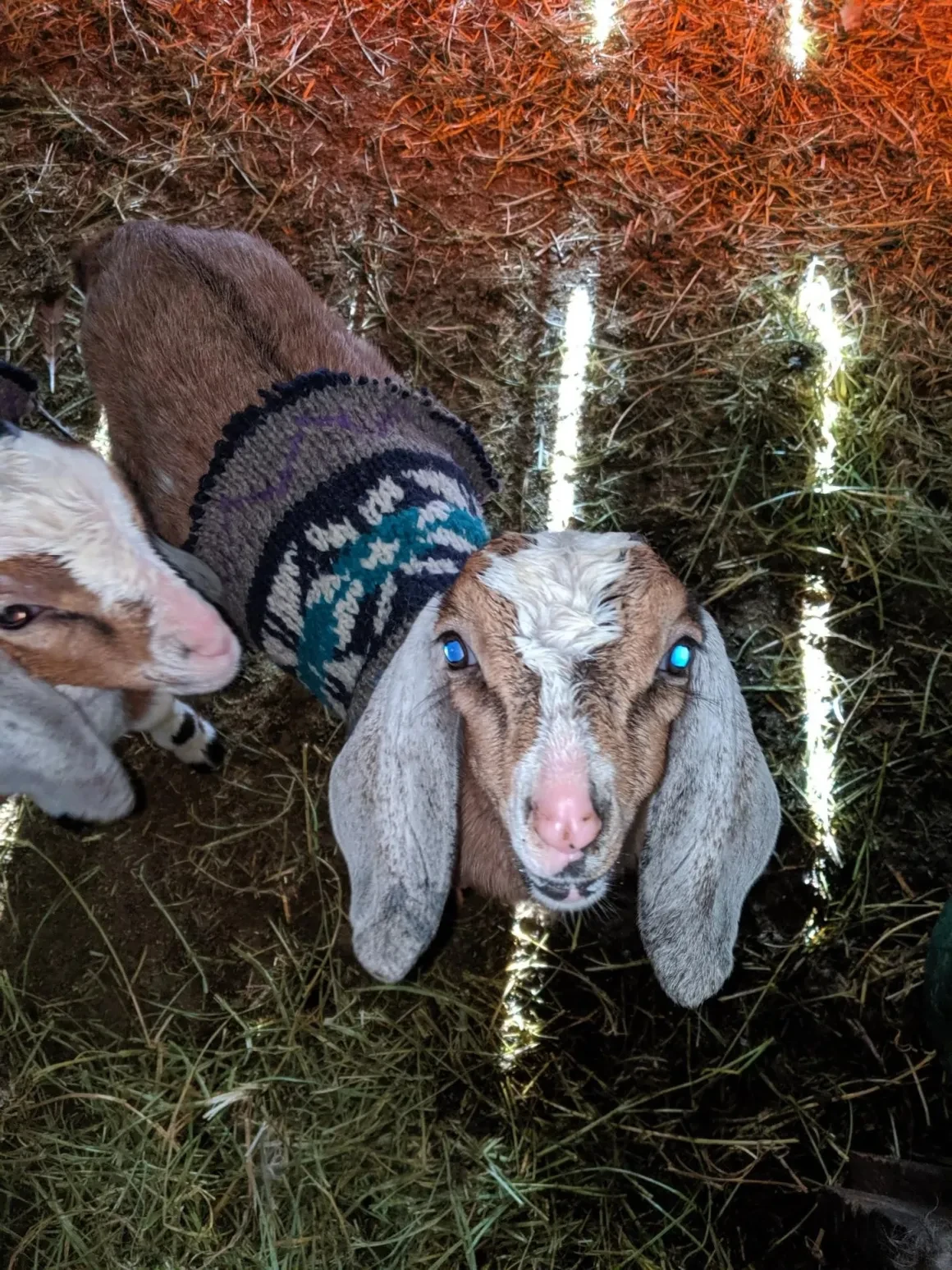 Baby goat in sweater