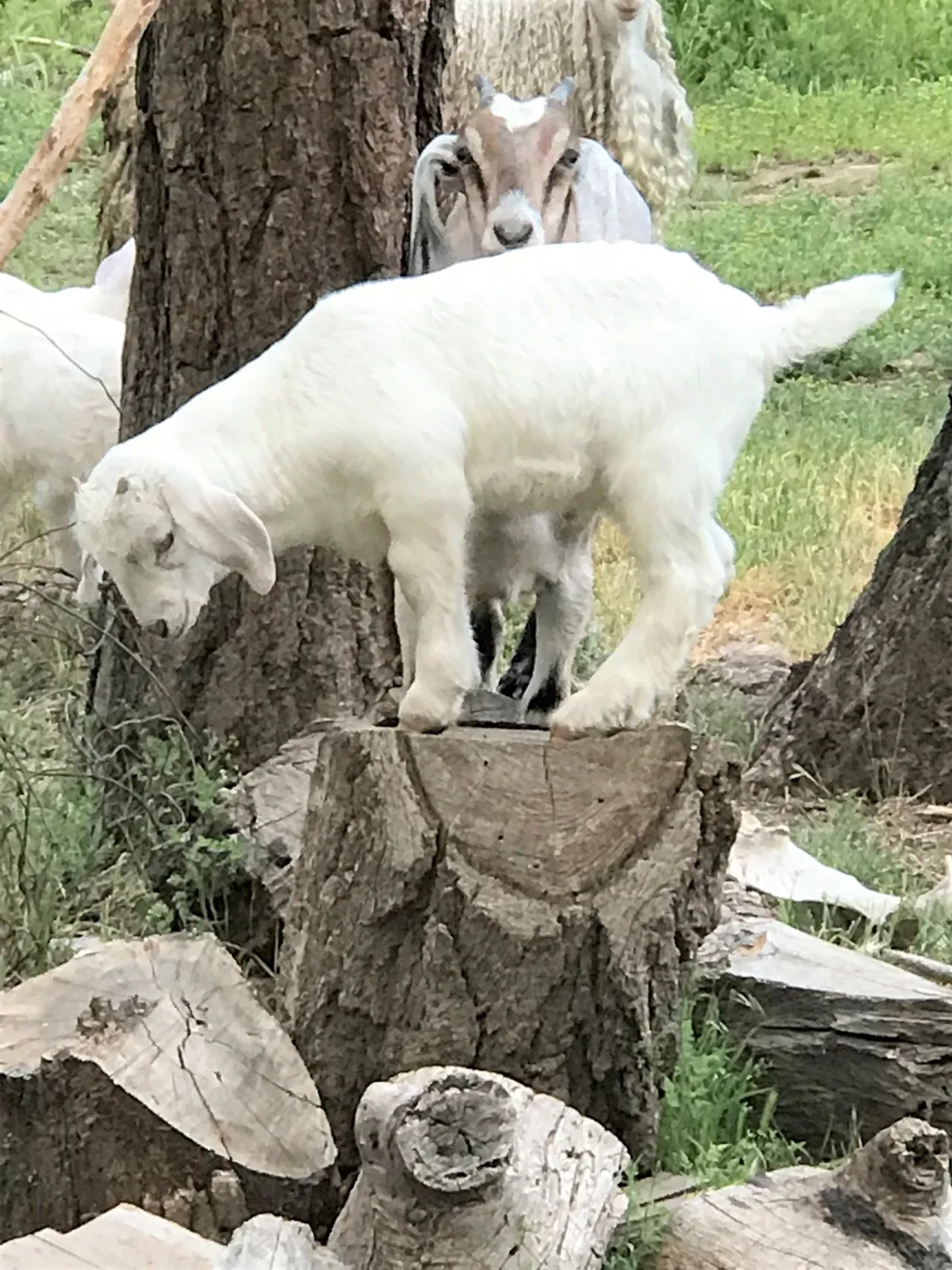 Goat on tree stump