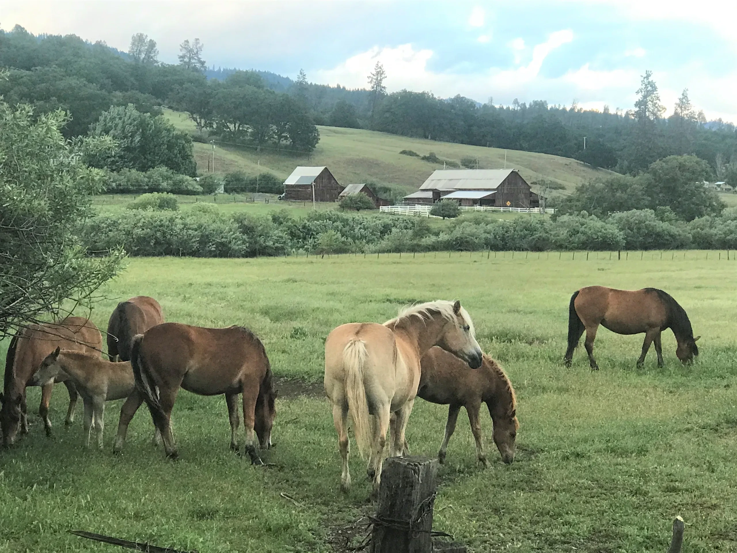 Horses grazing on farm